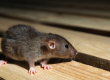 pest prevention