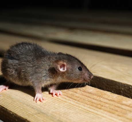 pest prevention